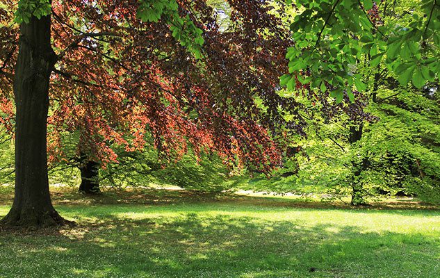 Il Parco della Rimembranza: escursioni nella natura a pochi passi dal centro di Torino