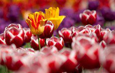 Messer Tulipano - Il linguaggio dei Fiori
