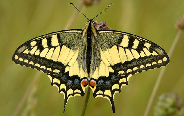 Il “sentiero delle farfalle” a Valdieri, dove vive la rara e bellissima Papilio Alexanor