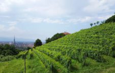 La Vendemmia a Torino - Grapes in Town