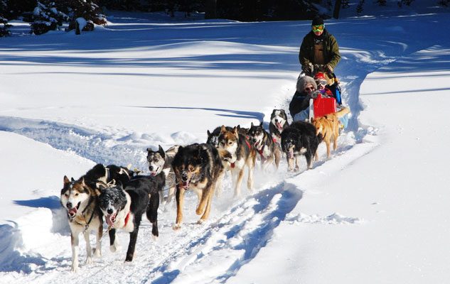 Sleddog in Piemonte: un viaggio emozionante con i cani da slitta tra valli innevate e boschi Alpini