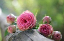 Festa delle Rose 2018 a Venaria: Fiori, Fragranze e Sapori
