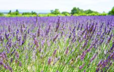 Non Solo Erbe 2018: a spasso tra i campi di lavanda di Sale San Giovanni