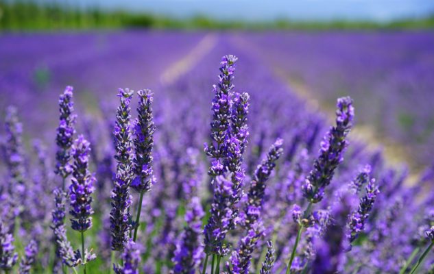 Sale San Giovanni, la piccola Provenza del Piemonte immersa nei campi di lavanda