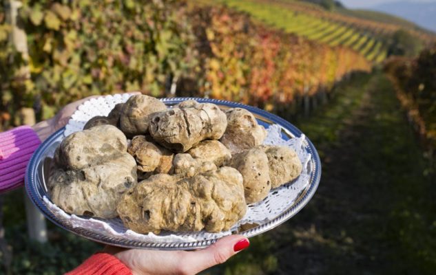 Tour del Tartufo: ricerca con guida esperta e degustazioni di vini Barolo