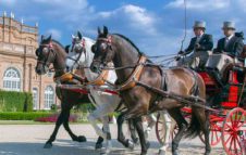 Cavalli e carrozze da fiaba alla Venaria Reale