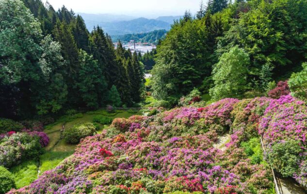 La Conca dei Rododendri: la fioritura più bella d’Italia nelle Alpi del Piemonte