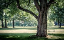 1000 alberi per Torino a Parco Dora per la Giornata dell'Albero 2018
