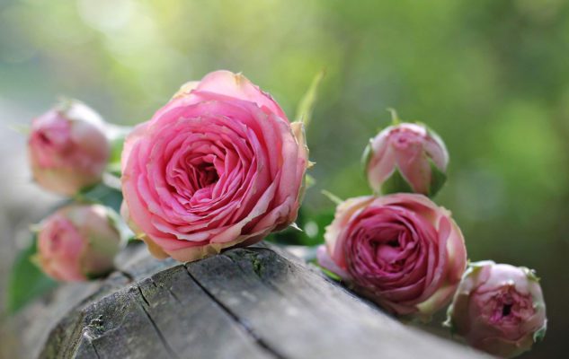 Festa delle Rose 2019 a Venaria: Fiori, Fragranze e Sapori