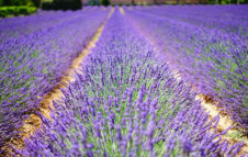 Non Solo Erbe 2019: a spasso tra i campi di lavanda di Sale San Giovanni