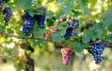 La Vendemmia a Torino 2019: nove giorni di degustazioni, eventi, incontri