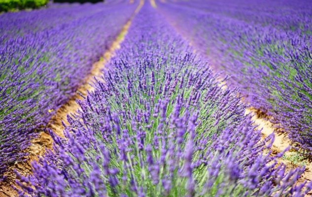 Demonte lavanda Piemonte