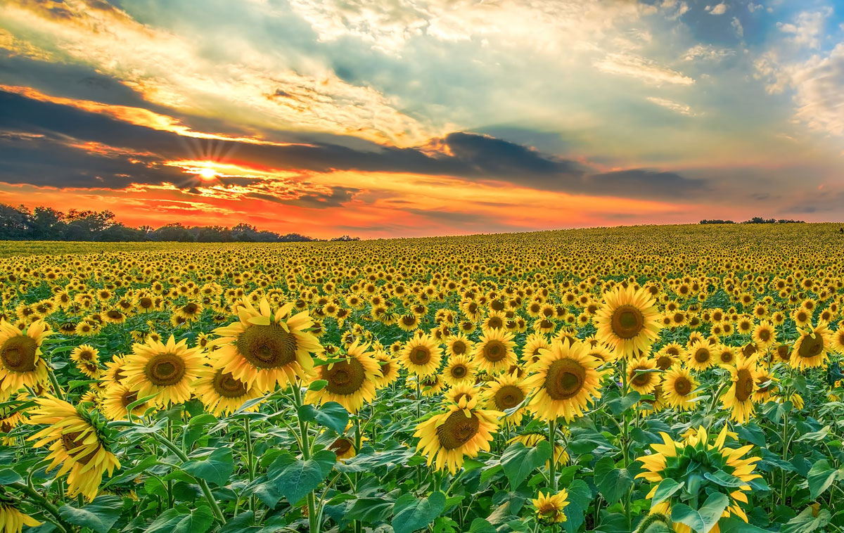 I Campi Di Girasoli In Piemonte Lo Spettacolo Dei Colori Caldi E Dorati Dell Estate