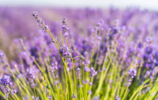 Festa della Lavanda 2019 ad Andonno di Valdieri