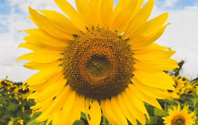 I Campi Di Girasoli In Piemonte Lo Spettacolo Dei Colori Caldi E Dorati Dell Estate