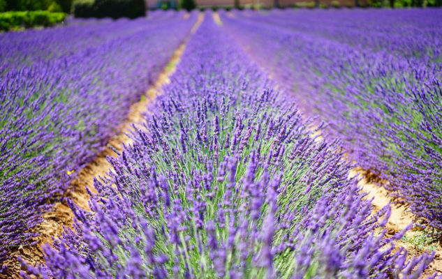 Sale San Giovanni Lavanda