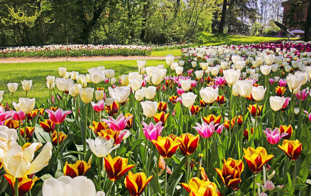 Messer Tulipano 2020 è online: passeggiate virtuali nel parco tra 100mila narcisi e tulipani
