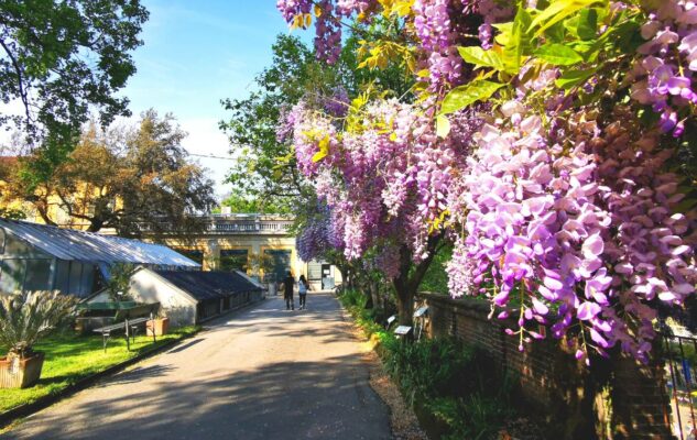 Orto Botanico Torino fiori