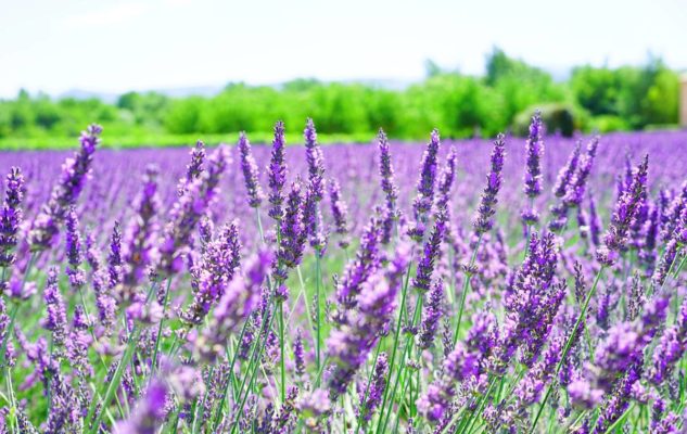 Castelnuovo Don Bosco lavanda