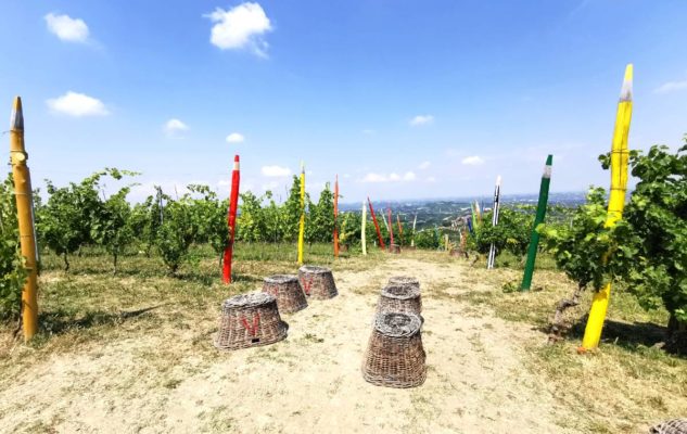 Vigna Pastelli Langhe