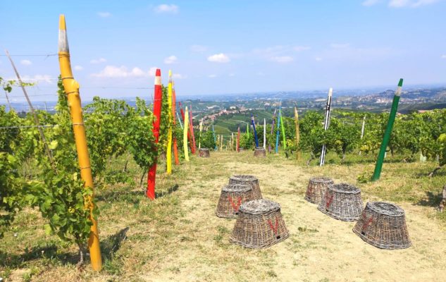 Matite giganti vigneti piemonte