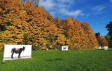 La Magia del Foliage al Castello di Miradolo: visite su prenotazione tra Natura e Fotografia