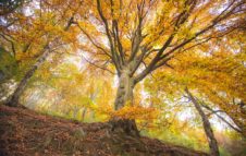 Foliage in Piemonte: spettacolari passeggiate nelle sfumature d’autunno all'Oasi Zegna