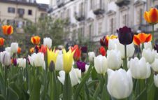 Messer Tulipano torna a Torino per piantare i bulbi di tulipano (ANNULLATO)