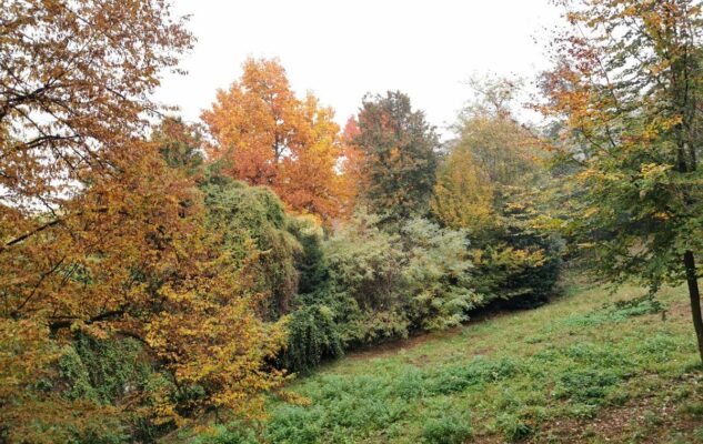 Parco Leopardi Torino alberi