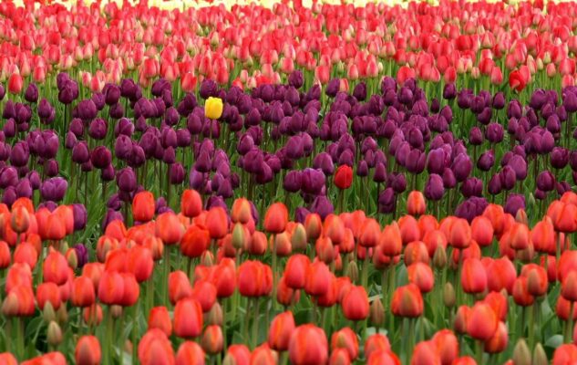 Tuliparty: alle porte di Torino il parco con oltre 135.000 tulipani colorati