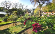 Visite Guidate all'Orto Botanico per ammirare la fioritura delle rose
