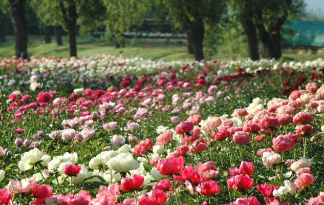 peonie in fiore carmagnola 2021