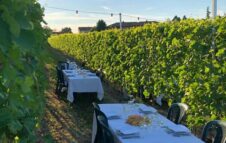 Cena in Vigna: degustazioni sotto le stelle nei vigneti delle Langhe