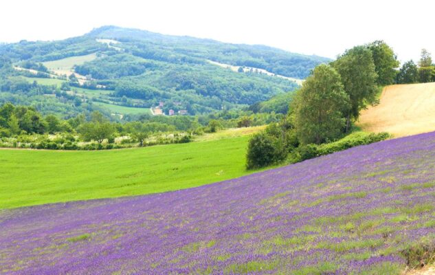 lavanda piemonte