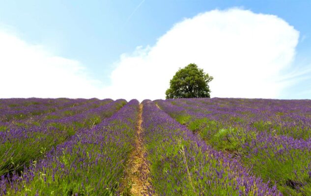 Lavanda in Piemonte: 10 luoghi da non perdere nell’Alessandrino e nel Monferrato