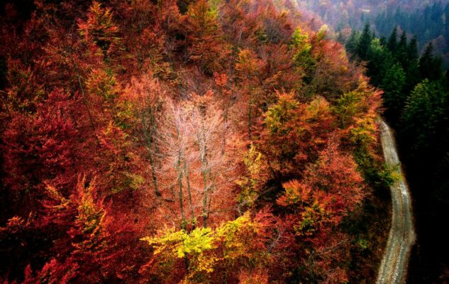 Foliage 2021 Oasi Zegna Piemonte