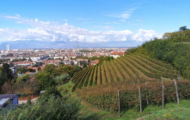 Vendemmia a Torino 2021