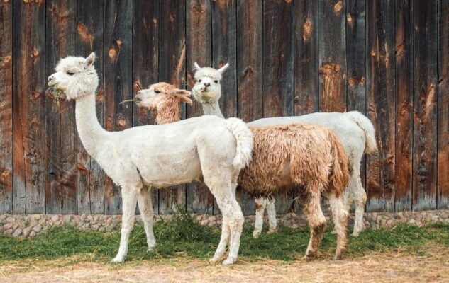 Trekking Alpaca Piemonte