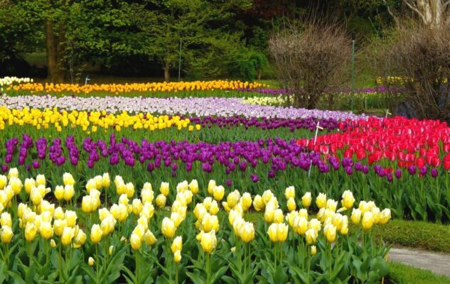 Labirinto dei Tulipani di Villa Taranto