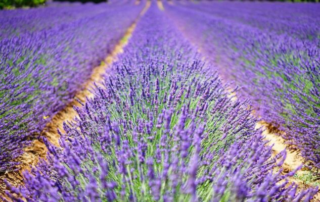 Sale San Giovanni Fioritura Lavanda 2022