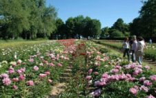 Peonie in Fiore 2022: alle porte di Torino la fioritura di 5.000 piante di peonie