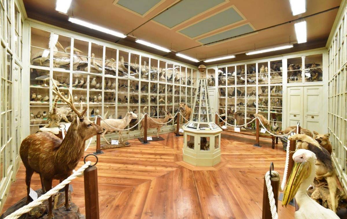 Museo di Storia Naturale Craveri di Br