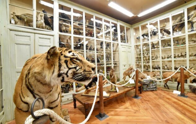 Museo di Storia Naturale Craveri di Bra: un viaggio nel tempo tra fossili, minerali e piante