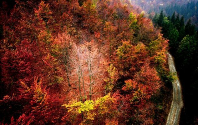 Foliage 2022 all’Oasi Zegna in Piemonte: passeggiate e attività nelle sfumature d’autunno