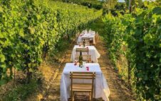 Vendemmia, Pranzo in Vigna e Pigiatura dell'Uva nelle colline delle Langhe