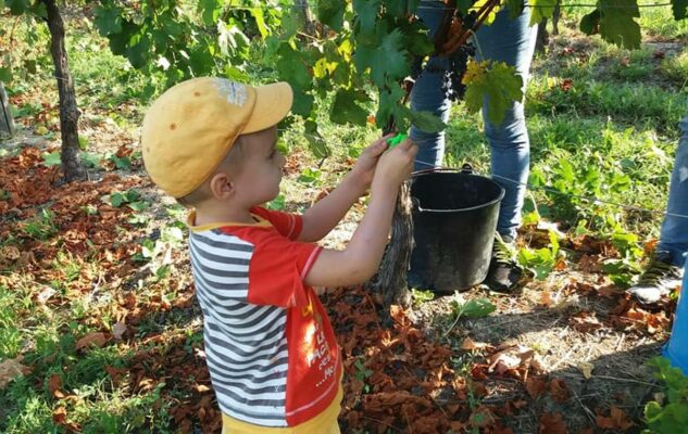 Vendemmia, Pranzo in Vigna e Pigiatura dell'Uva nelle colline delle Langhe