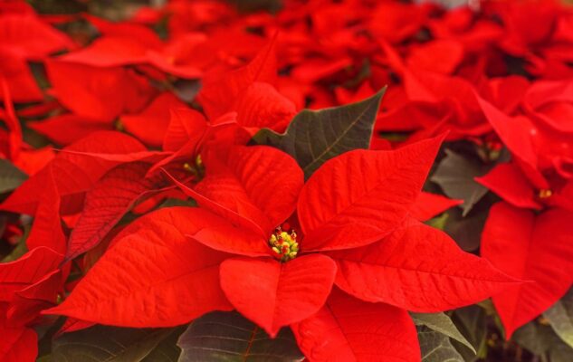 Verde Natale l'edizione natalizia del mercato dei fiori di Torino