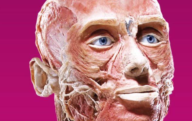 Body Worlds Vital Torino 2023