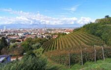 Vendemmia a Torino – Grapes in Town 2023