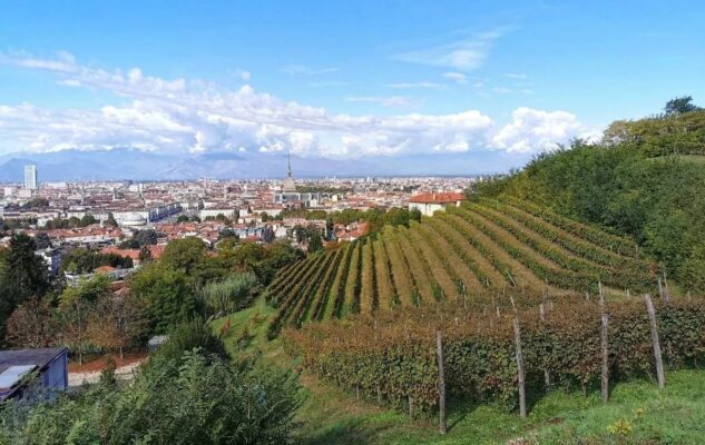 Vendemmia a Torino 2023